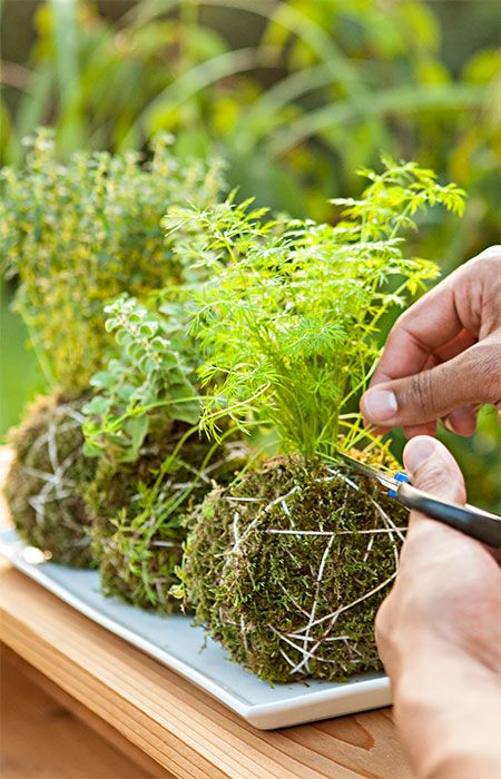 Cooking Outdoors, String Garden, Plant Arrangements, Grow Herbs, Moss Ball, نباتات منزلية, Moss Garden, Succulents In Containers, Hanging Garden