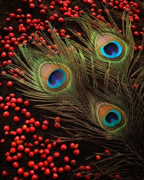 #paintings #texture #peacock #feather #red #colorful / texture / peacock feathers / red / paintings / peacock colors Birthday Greetings For Mother, Red Paintings, Peacock Feather Art, Colorful Texture, Feather Photography, Radhe Krishna Wallpapers, Feather Wallpaper, Krishna Flute, Peacock Colors