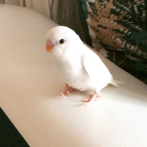 Cute Pet Birds, White Parakeet, Love Birds Pet, White Parrot, Birds Cute, Bird Cute, Budgies Bird, Funny Parrots, Cute Bird