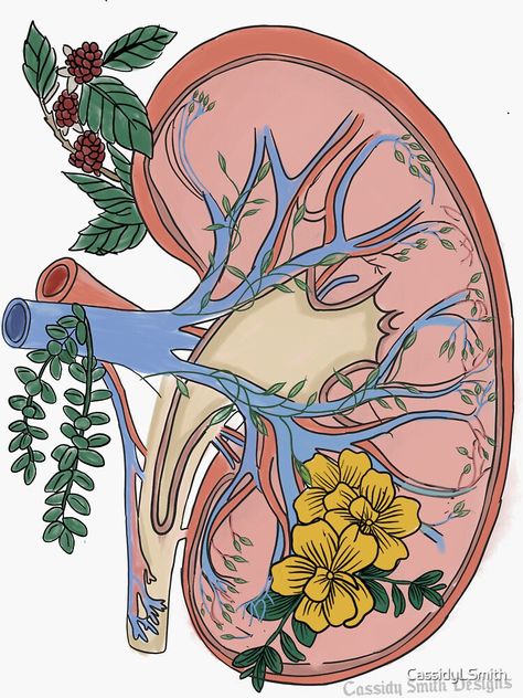 Kidney Aesthetic Wallpaper, Kidney Drawing Art, Kidney Drawing Easy, Kidney Aesthetic, Kidney Embroidery, Kidney Tattoo Design, Kidney Sticker, Kidney Project, Kidney Drawing