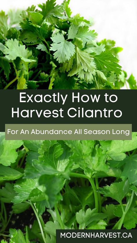 This easy guide on how to harvest cilantro will cover all aspects from how much to take from each plant during every harvest up until the plant goes dormant late in the season. Learn exactly how to harvest cilantro without killing the plant. Harvesting cilantro is incredibly simple: all you need is a pair of scissors and some patience. With proper harvesting techniques, your cilantro will keep producing new leaves for you to enjoy. Harvesting Cilantro, Harvest Cilantro, How To Harvest Cilantro, Preserve Fresh Herbs, Cilantro Plant, Growing Cilantro, Windowsill Garden, Harvesting Herbs, Home Grown Vegetables