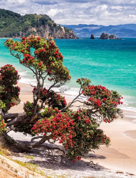 A Pohutukawa tree in full bloom - the sign of Christmas in NZ : Pohutukawa Tattoo, Phomemo Ideas, Nz Christmas, Pohutukawa Tree, Nz Landscape, Colourful Trees, Kiwi Christmas, Whimsical Wallpaper, New Zealand Christmas