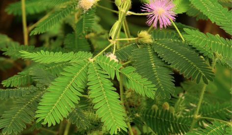 Touch Me Not Plant, Plant Uses, Uterine Prolapse, Mimosa Pudica, Sensitive Plant, Plant Benefits, Milk Cow, Plant Roots, Medicinal Herbs