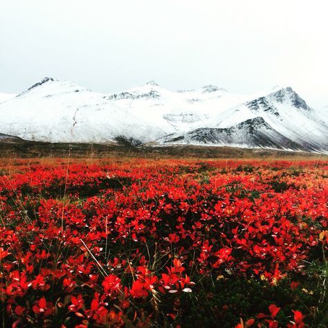 Fall in Iceland! Could not resist taking a photo of these beautiful colours. Skarðsheiði, Borgarfjörður in west Iceland. Photo by Rebekka Gudmundsdottir Iceland In Fall, Iceland Autumn, Iceland Flowers, Iceland Art, West Iceland, Paris Holiday, Iceland Photography, Look At The Moon, Silhouette Photos