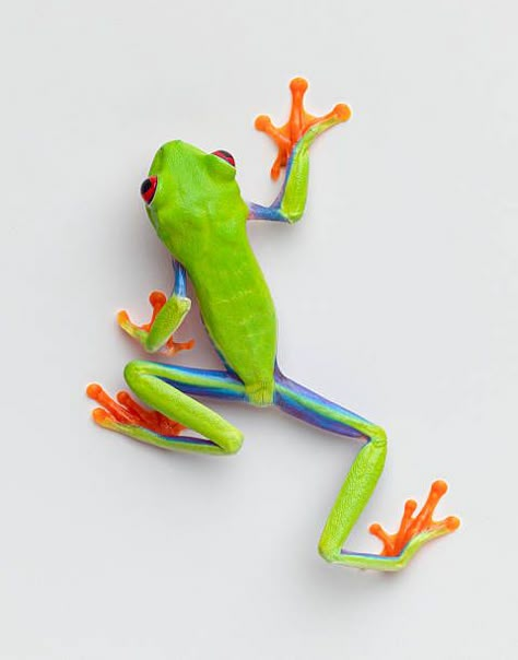 7,250 Tree Frog Photos and Premium High Res Pictures - Getty Images Red Eyed Frog, Tree Frog Tattoos, Green Tree Frog, Petit Tattoo, Red Eyed Tree Frog, Frog Tattoos, Frog Illustration, Frog Pictures, Frog Art