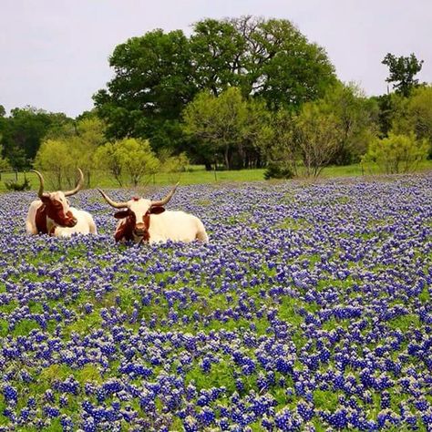 Texas Bluebonnets and longhorns Texas Farm, Texas Bluebonnets, Happy Cow, Cow Pictures, Cow Art, Texas Travel, Texas Hill Country, Blue Bonnets, Country Life