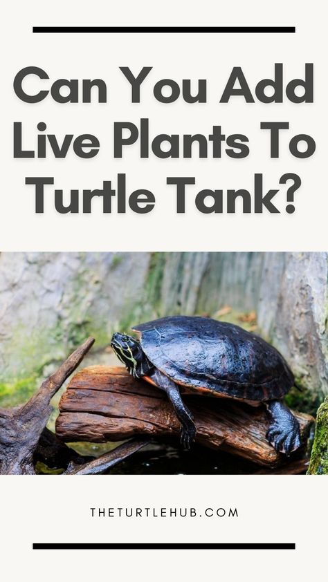 You can add live plants to turtle tank. However, the plants need to be safe for turtles. Live plants provide hiding spots for the turtles. Besides, they filter the ammonia and nitrate from the water. Plants For Turtle Tank, Semi Aquatic Turtle Habitat, Aquatic Turtle Habitat, Turtle Tank Ideas, Aquatic Turtle Tank, Turtle Tank Setup, Turtle Tanks, Diy Turtle, Turtle Terrarium