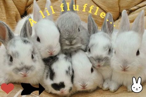 Fluffy Bunny, Pet Bunny, Bunny Pictures, Bunny Lovers, Funny Bunnies, Baby Bunnies, Hamsters, Cute Creatures