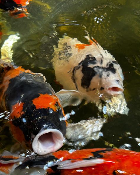 Chiang Mai hidden gems - The Carp Cafe! This cafe has an incredible atmosphere and dozens of colourful fish who swim by your table, which is set down within the most elaborate pond. Carp cafe has flowers, trees, mist machines, waterfalls, and more! Definitely worth a visit on your next trip to Northern Thailand, make sure to save for your next trip🩷 #chiangmai #carpcafe #hugthailand #hiddengem #hiddengems #airasiatravels #thailand #thailandinsta #Wanderlust #Travelgram #ExploreMore #Adve... Colourful Fish, Northern Thailand, Travel Instagram, Chiang Mai, Carp, Hidden Gems, Mist, Thailand, Trees