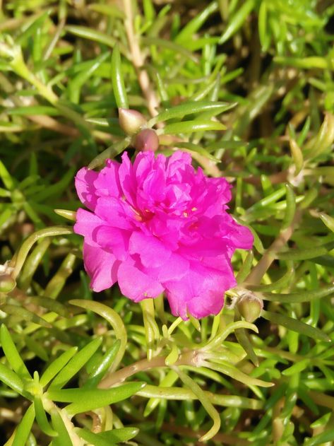 9 o'clock flower Clock Flower, O Clock, Pink Flowers, Clock, Plants, Flowers, Pink