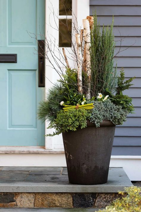 Winston Flowers – Winter Container Plantings Winter Patio Plants, Winter Arrangements Outdoor, Winter Flower Pots Outdoor, Winter Containers Planters, Winter Pots Outdoor Front Doors, Winter Displays, Winter Pots, Winter Containers, Small Cottage Garden Ideas