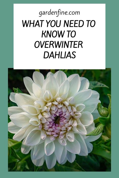 How To Winterize Dahlias, Dahlias In Pots, Dalia Flower, Dahlia Flower Garden, Planting Dahlias, Dahlias Garden, Growing Dahlias, Overwintering, Backyard Vegetable Gardens