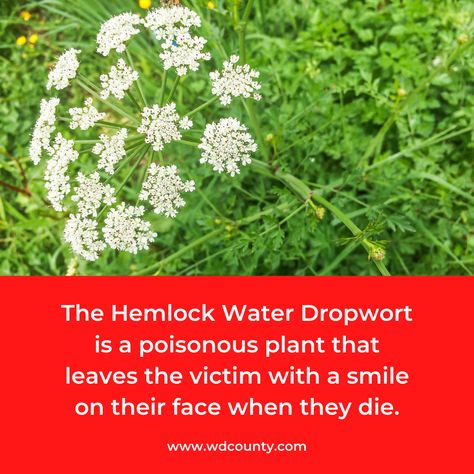 Hemlock Water Dropwort, Water Hemlock, Deadly Plants, Plant Kingdom, Poisonous Plants, Random Facts, Think About It, Horror Stories, The Plant