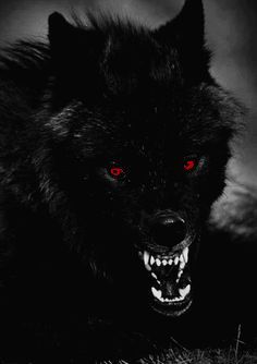 Wolf With Red Eyes, Scary Wolf, Angry Wolf, Werewolf Aesthetic, Shadow Wolf, Ocean Blue Eyes, Dragon Artwork Fantasy, Wolf Photos, Wild Animals Pictures