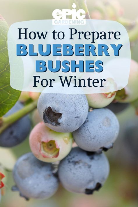 Close up of a small bundle of blueberries hanging from its stem How To Winterize Blueberry Bushes, Blueberry Farming, Blueberry Bush Care, Growing Blueberries Bushes, Epic Gardening, Blueberry Bush, Petunia Plant, Growing Blueberries, Garden Fruit