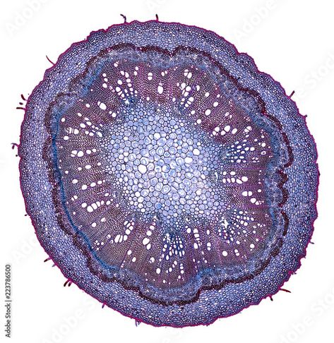 Plant Cell Structure, Microscope Art, Microscopic Cells, Sea Inspiration, Plant Cells, Cells Project, Motifs Organiques, Microscopic Photography, Plant Structure