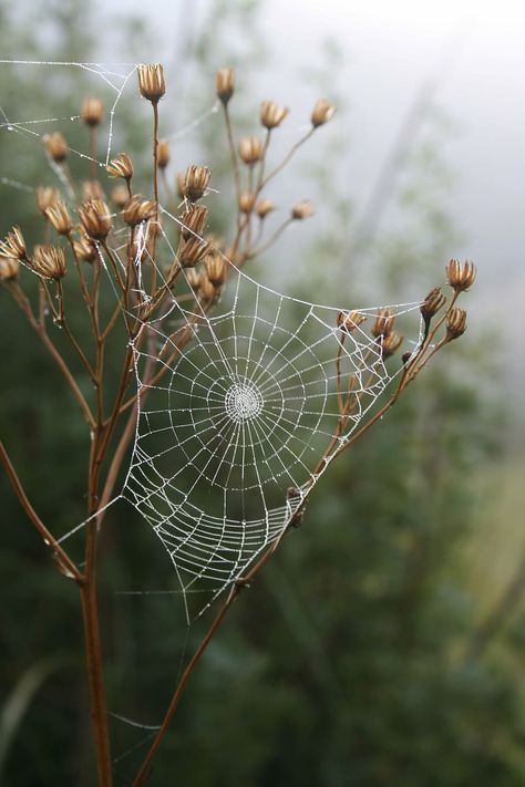 spider, web, grass, morning, dew, insect, outdoors, spider web | Piqsels Spider Web Drawing, Spider Web Tattoo, Spider Art, Macro Shots, Spider Web, Sacred Geometry, Sri Lanka, Art Inspo, Insects