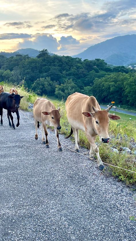 Village in summer. Country theme. Idea for design about ecology, environment, animal husbandry, dairy production, country life, nature #caw #country #countryside #landscape #sunset #nature #environment #rural #photo #photography #photographer #animals #cattle Animal Husbandry Photography, Animal Husbandry, Rural Photography, Village Photos, Dairy Cattle, Country Theme, Perfect Image, Country Life, Ecology