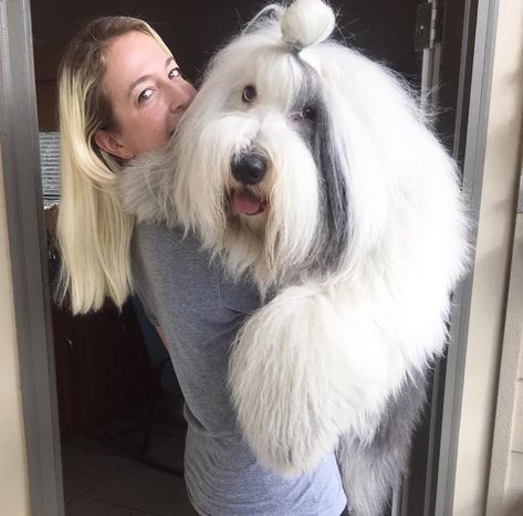 Old English Sheepdogs, Old English Sheepdog Haircut, Sheepdog Haircut, Sheepadoodle Grooming Styles, Aussiedoodle Haircut, Sheepadoodle Grooming, Old English Sheep Dog, Sheepdog Breeds, English Sheepdog Puppy