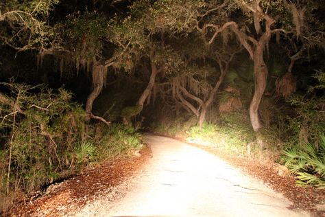 18 Eerie Shots In Florida That Are Spine-Tingling Yet Magical Moss Hanging, Cedar Key, Ancient Trees, Adventure Backpack, American Gothic, Southern Gothic, Production Design, Spanish Moss, Ancient Tree