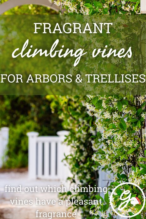 Adding height to the #landscape is a sure way to help the space appear more lush, interesting, and vibrant. Achieve it with fragrant #climbing #vines. Evergreen Vines Climbing Zone 7, Fast Growing Vines Climbing, Evergreen Vines Climbing, Climbing Plants Fast Growing, Climbing Hydrangea Vine, Climbing Flowering Vines, Hydrangea Vine, Types Of Climbing, Fast Growing Vines