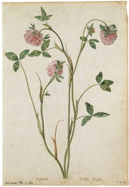 Jacques Le Moyne de Morgues  born 1533 - died 1588  A Red Clover   ca. 1575 Watercolour and bodycolour Red Clover, Artist Materials, Illustration Botanique, Vintage Botanical Prints, Botanical Watercolor, Scientific Illustration, Botanical Drawings, Vintage Botanical, Botanical Illustration