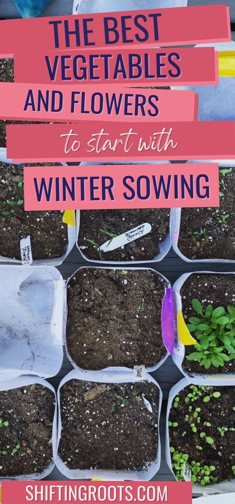 If you're curious about which flowers and vegetables are best for winter sowing, look no further. Check out my list of the best seeds to start with winter sowing here. Seeds To Plant In January, January Planting Seed Starting, Winter Seed Starting, Best Flowers For Winter Sowing, Winter Sowing Vegetables Zone 6, Winter Sowing Zone 4, Winter Sowing Vegetables, Winter Planting Vegetables, Winter Sowing Seeds Milk Jug Zone 5