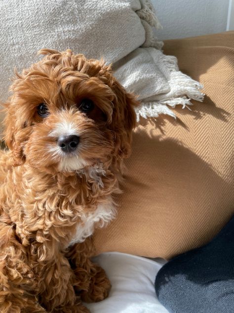 Cavapoo Red And White, Brown Puddle Dog, Brown Cavapoo, Dogs Cavapoo, Puddle Dog, Cavapoo Dogs, Cavapoo Puppy, Maltipoo Dog, Cockapoo Puppies