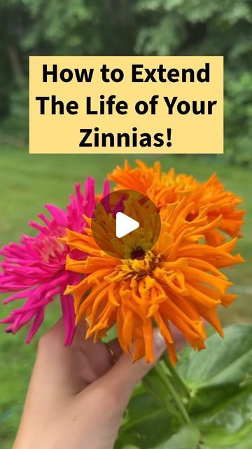 Blueacre Garden on Instagram: "Extend the vase life of your cut zinnia flowers with this one simple ingredient: bleach! Listen for exactly how! @floretflower #zinnias #gardening #gardenhacks #certifiedmastergardener" Zinnia Garden, The Kid Laroi, Kid Laroi, Zinnia Flowers, Master Gardener, The Kid, Simple Ingredient, Bleach, Vase