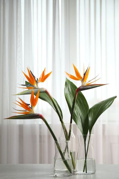 Paradise Bird Flower, Bird Of Paradise Plant Indoor Decor, Minimalist Tropical Flower Arrangement, Bird Of Paradise Wedding Decor, Bird Of Paradise Floral Arrangement, Birds Of Paradise Flower Arrangement, Birds Of Paradise Bouquet, Bird Of Paradise Flower Arrangement, Birds Of Paradise Wedding