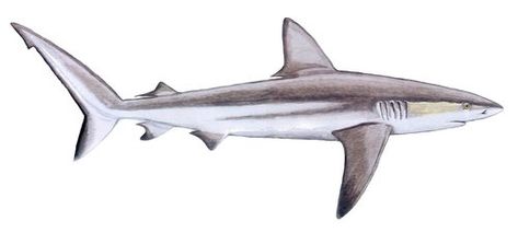 Galapagos shark - Carcharhinus galapagensis — Shark Research Institute Galapagos Shark Tattoo, Large Shark Tattoo, Greenland Shark Tattoo, Shark Sketch Tattoo, Detailed Shark Tattoo, Dusky Shark, Silky Shark, Galapagos Shark, Senior Pants