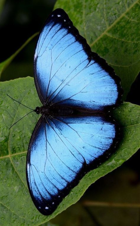 Morpho Azul, Beautiful Butterfly Pictures, Beautiful Butterfly Photography, Insect Photography, Butterfly Species, Beautiful Butterflies Art, Butterfly Poster, Morpho Butterfly, Blue Morpho