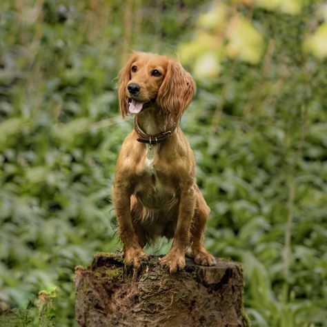 My working cocker spaniel loves sitting on logs 😂🌳 Working English Cocker Spaniel, Cocker Spaniel Working, Working Spaniel, Working Cocker Spaniel, Types Of Dogs Breeds, Golden Cocker Spaniel, Manifest Board, Different Types Of Dogs, Group 8