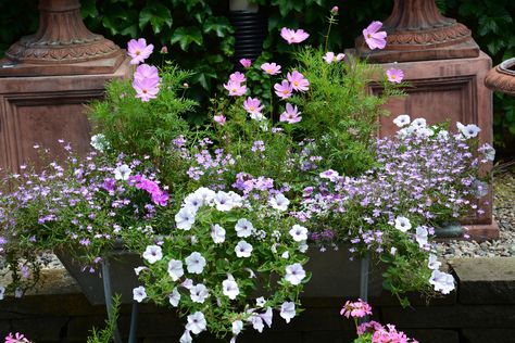 pink sonata cosmos Cosmos Container, Summer Planter, Flower Containers, Pinterest Garden, Container Gardening Flowers, Patio Planters, Gardening Flowers, Planter Ideas, Window Boxes