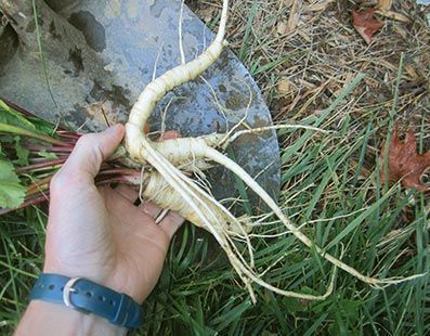 Wild Parsnips: A Lesson in Safe Harvesting | Knots and Bolts Harvesting Carrots, Wild Parsnip, Water Hemlock, Edible Wild Plants, Strawberry Garden, Poisonous Plants, Wild Harvest, Wild Edibles, Tomato Garden