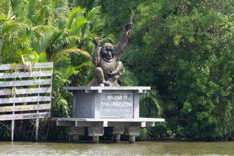 Wisatarakyat.com  – Taman Nasional Tanjung Puting adalah rumah alami dengan populasi terbesar Orangutan Kalimantan yang...Selengkapnya The post Taman Nasional Tanjung Puting, Rumah Alami Orangutan di Indonesia appeared first on Wisata Rakyat. Alam Yang Indah, Habitat, Trekking, Jam, National Parks, Indonesia