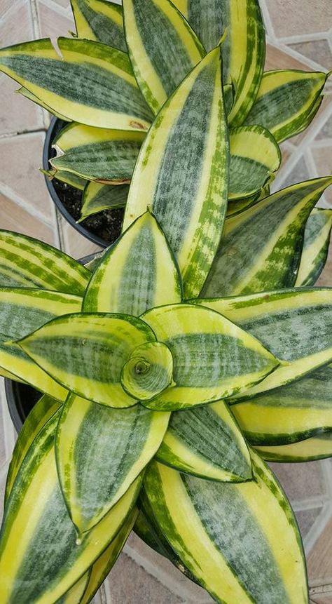 Sansevieria 'Golden Hahnii' Succulent Garden Landscape, Sansevieria Plant, Propagating Succulents, Plant Information, Variegated Plants, Jade Plants, Colorful Plants, Cactus Y Suculentas, Propagating Plants