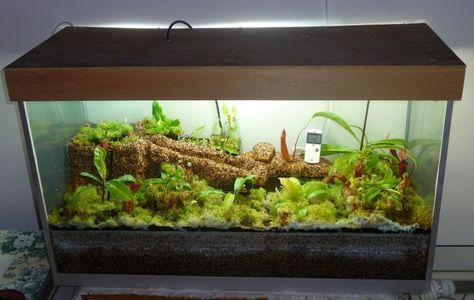 terrarium of carnivorous plants | ... aquarium - Terraria - Cultivation & Equipment - Carnivorous Plants UK Forest Terrarium, Carnivorous Plants Terrarium, Diy Aquaponics, Water Plants Indoor, Mini Forest, Plants Aquarium, Bog Garden, Terrarium Ideas, Plants Uk