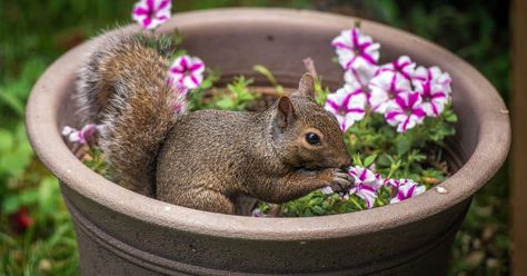 How To Keep Squirrels Out Of Your Potted Plants: 4 Easy Ways Foliar Spray, Farmers Almanac, Better Homes And Garden, Garden Pests, Plant Nursery, Potting Soil, Trees And Shrubs, Squirrels, Simple Tricks