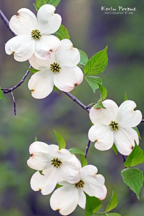 Dogwood Flower from de Outdoor Discovery Center in Allegan County, Dunningville, Michigan_ USA Dogwood Flower Photography, Dogwood Flower Painting, Watercolor Dogwood Flowers, Dogwood Tree Painting, Spring Beauty Flower, Dog Wood Flower, Dogwood Tree Tattoo, Flowering Dogwood Tree, Dogwood Flower Tattoo