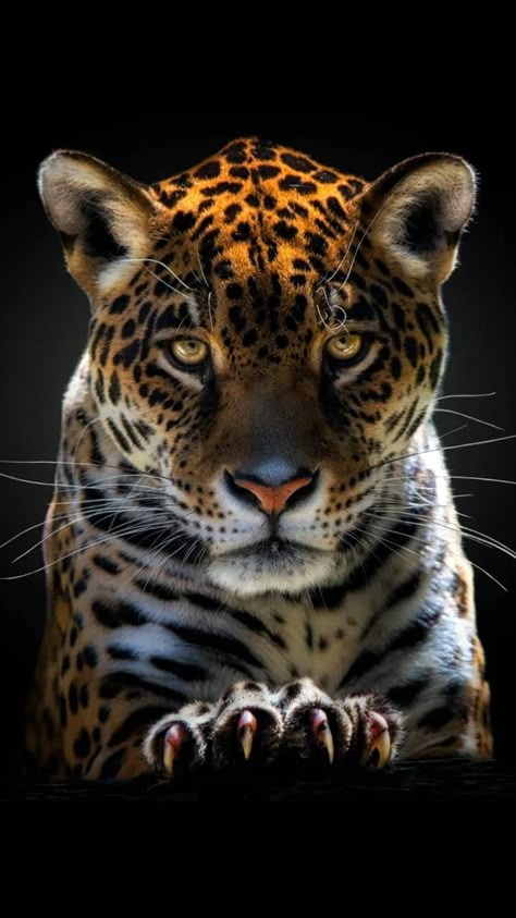 Jaguar Wallpaper by georgekev - ee - Free on ZEDGE™ Wild Cats Photography, Jaguar Photo, Jaguar Wallpaper, Jaguar Tattoo, Regard Animal, Big Cats Photography, Jaguar Leopard, Jaguar Animal, Wild Animal Wallpaper