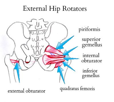 Hip Precautions, Hip Dislocation, Simple Stretches, Quad Muscles, Running Coach, Exercise Science, Bridge Workout, Knee Problem, Gluteus Medius