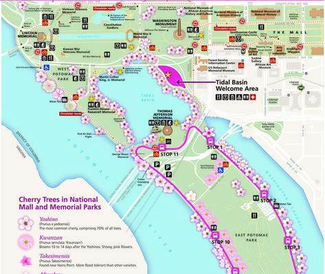 Maps - Cherry Blossom Festival (U.S. National Park Service) Cherry Blossom Washington Dc, Washington Dc Travel Guide, Cherry Blossom Dc, Washington Dc Vacation, Dc Vacation, Visit Dc, Visiting Washington Dc, East Coast Road Trip, Blossom Season