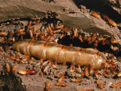 How to Make a Borax Termite Mix | Hunker Wood Termites, Boric Acid, Organic Pest Control, Best Pest Control, Flea Prevention, Bug Control, Termite Control, Bees And Wasps, Garden Wallpaper