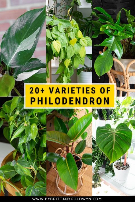 Looking for new philodendron types to add to your houseplant collection? Here is a list of 20 different varieties I've owned and cared for, plus ID photos and links to care guides. Different Philodendron Plants, House Plant Identification Pictures, Philodendron Display Ideas, Vining Philodendron Types, Types Of Philodendron Plants, Philodendron Plant Varieties, Philodendron Types, Plant Leaf Identification, Philodendron Varieties