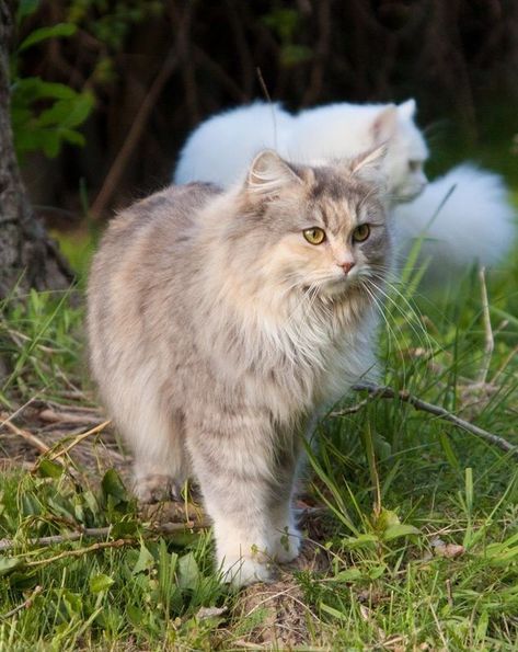 Mackerel Tabby, Dilute Calico, Fluffy Cats, Cat Anatomy, Cat Reference, Siberian Cat, Lots Of Cats, Cat Stories, Gorgeous Cats