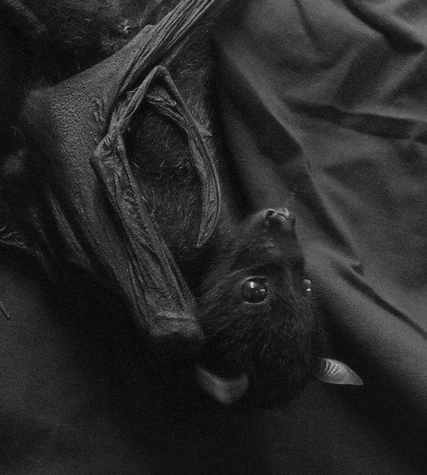 Bat Animal, Fruit Bat, Baby Bats, Cute Bat, Creatures Of The Night, Black Animals, Cute Creatures, Animals Friends, Beautiful Creatures