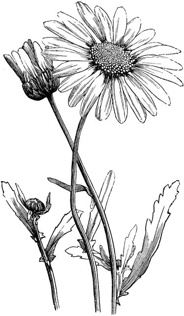 Oxeye Daisy Daisy Flower Drawing, Flower Vine Tattoos, Daisy Drawing, Easy Flower Drawings, Flower Line Drawings, Daisy Tattoo, Vine Tattoos, White Drawing, Flower Sketches