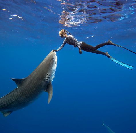 Diving With Sharks Aesthetic, Shark Diving, Marine Biologist, Ocean Vibes, Marine Biology, Great White Shark, Great White, Love Family, Marine Animals