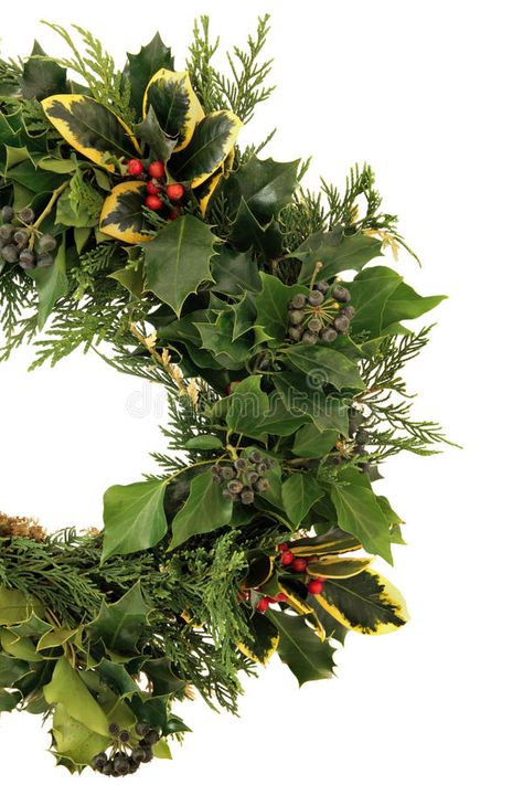 Seasonal Wreath. Christmas decorative natural wreath of holly, ivy and cedar cypress leaf sprigs over white background stock photos Ivy Christmas Wreath, Natural Wreath, Summer Books, Seasonal Wreaths, Flower Ideas, Wreath Christmas, Beautiful Tree, Ivy, Christmas Wreaths